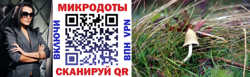 Галлюциногенные грибы MAGIC MUSHROOMS  OMG ссылка  Белореченск  как найти закладки 